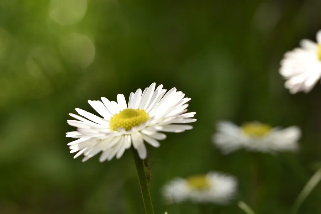 Whispers of Spring: A Delicate Daisy in Bloom