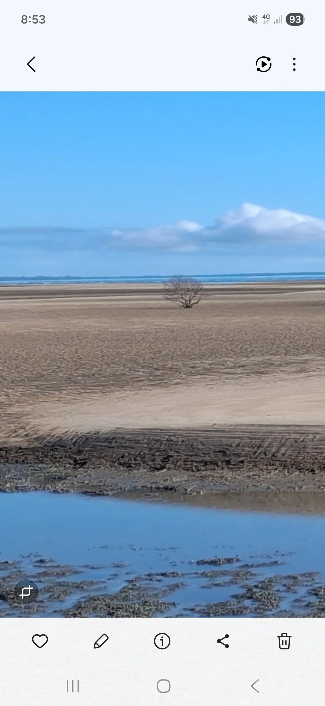 Deserted Shoreline Tree