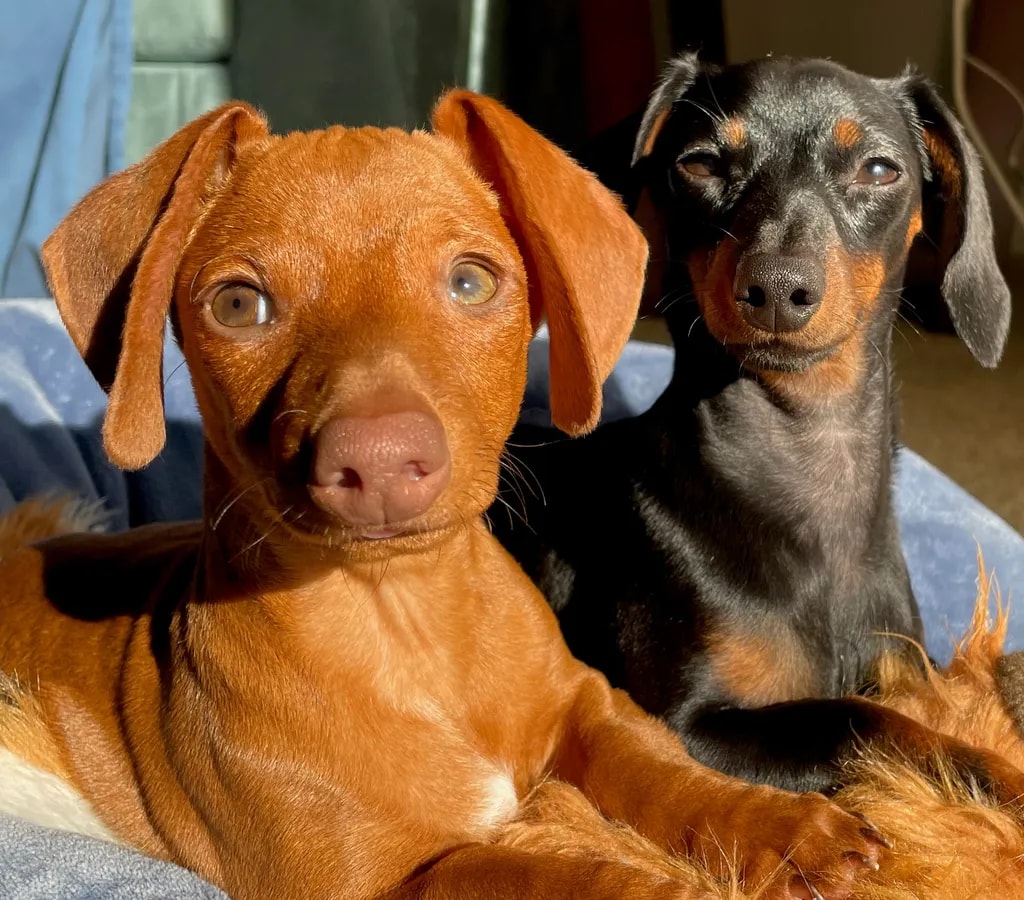 Sunny Companions: A Heartwarming Portrait of Two Playful Pups