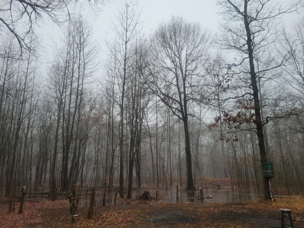 Foggy Forest Silence
