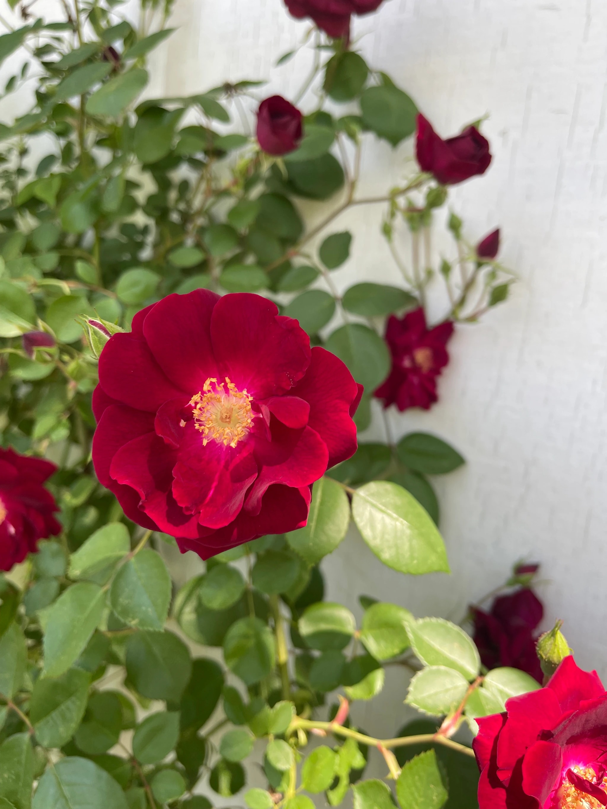 Crimson Bloom
