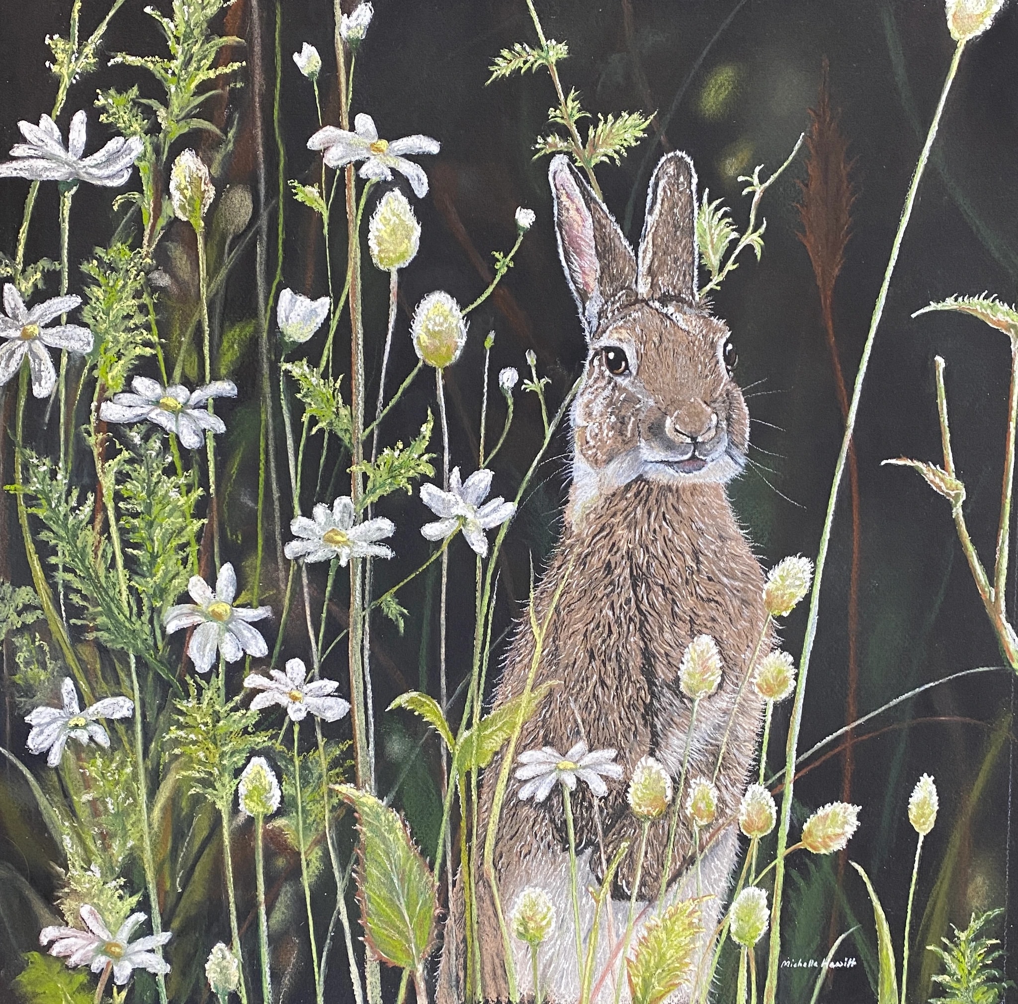 Hare Among Daisies