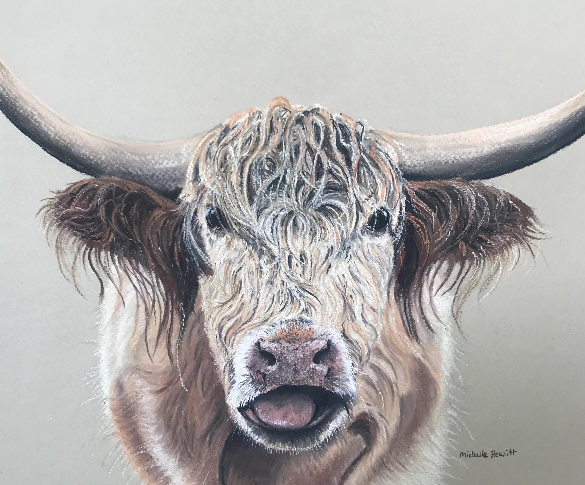 Cheeky Highland Cow