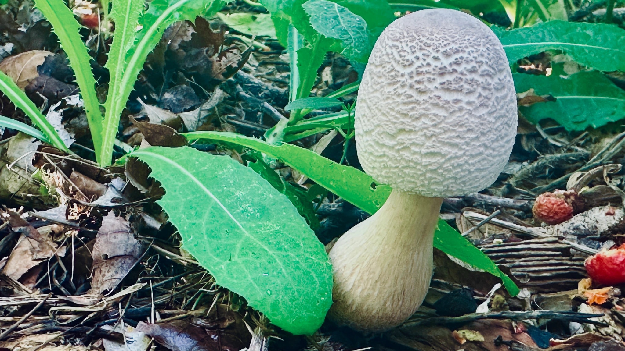Mushroom Among Greenery