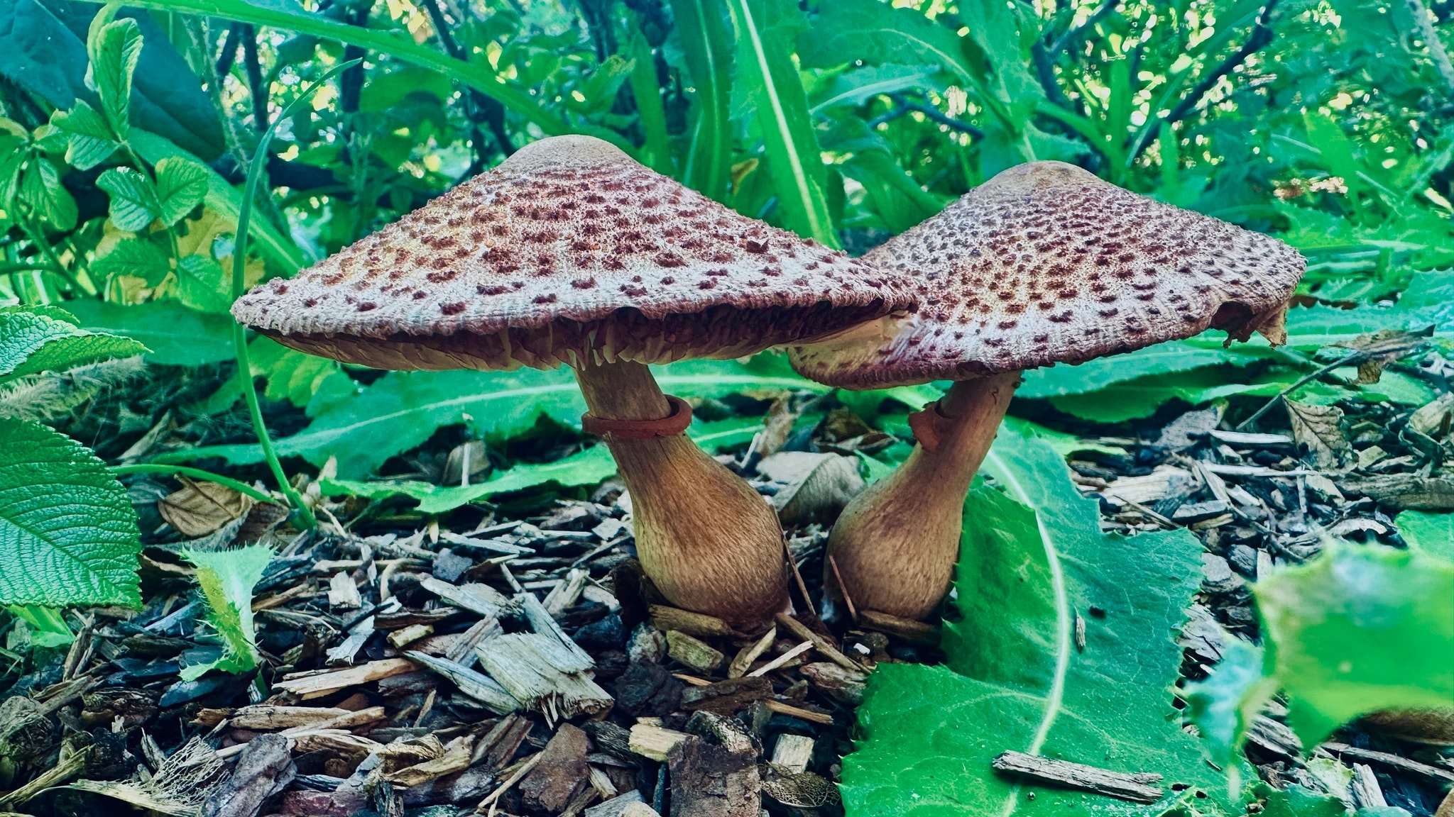 Forest Mushroom Pair