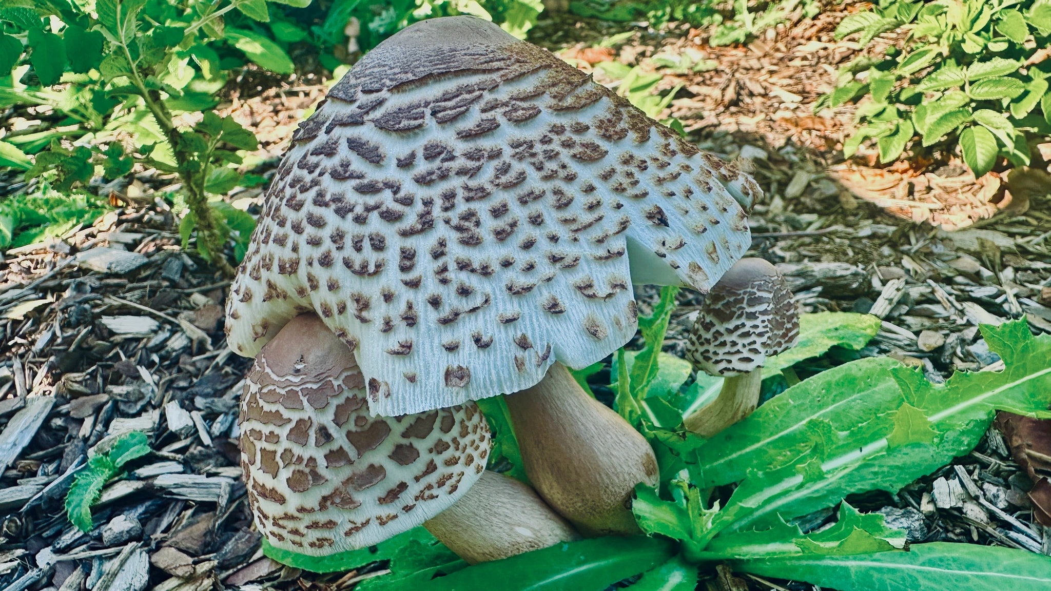 Mushroom Family in the Garden