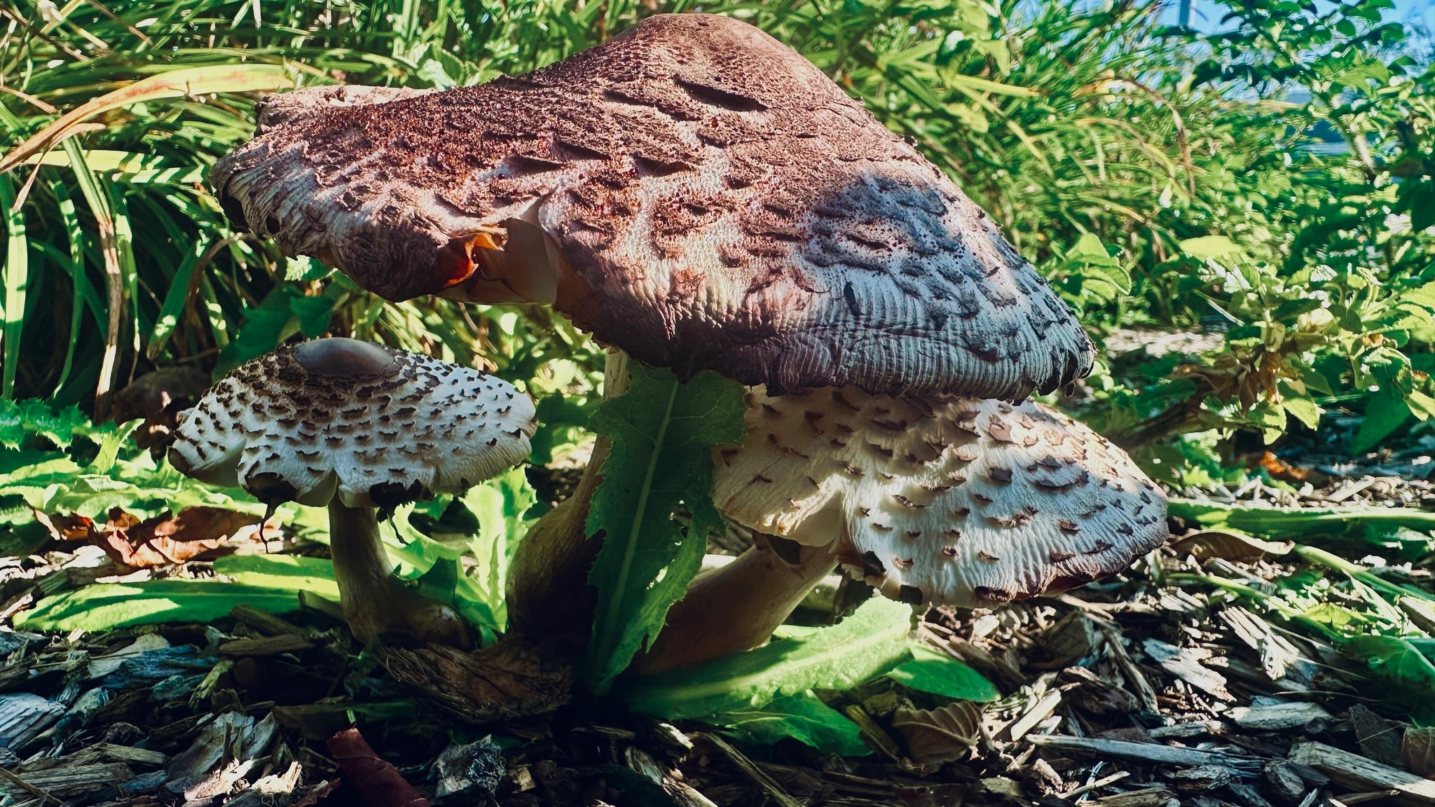 Mushroom Textures