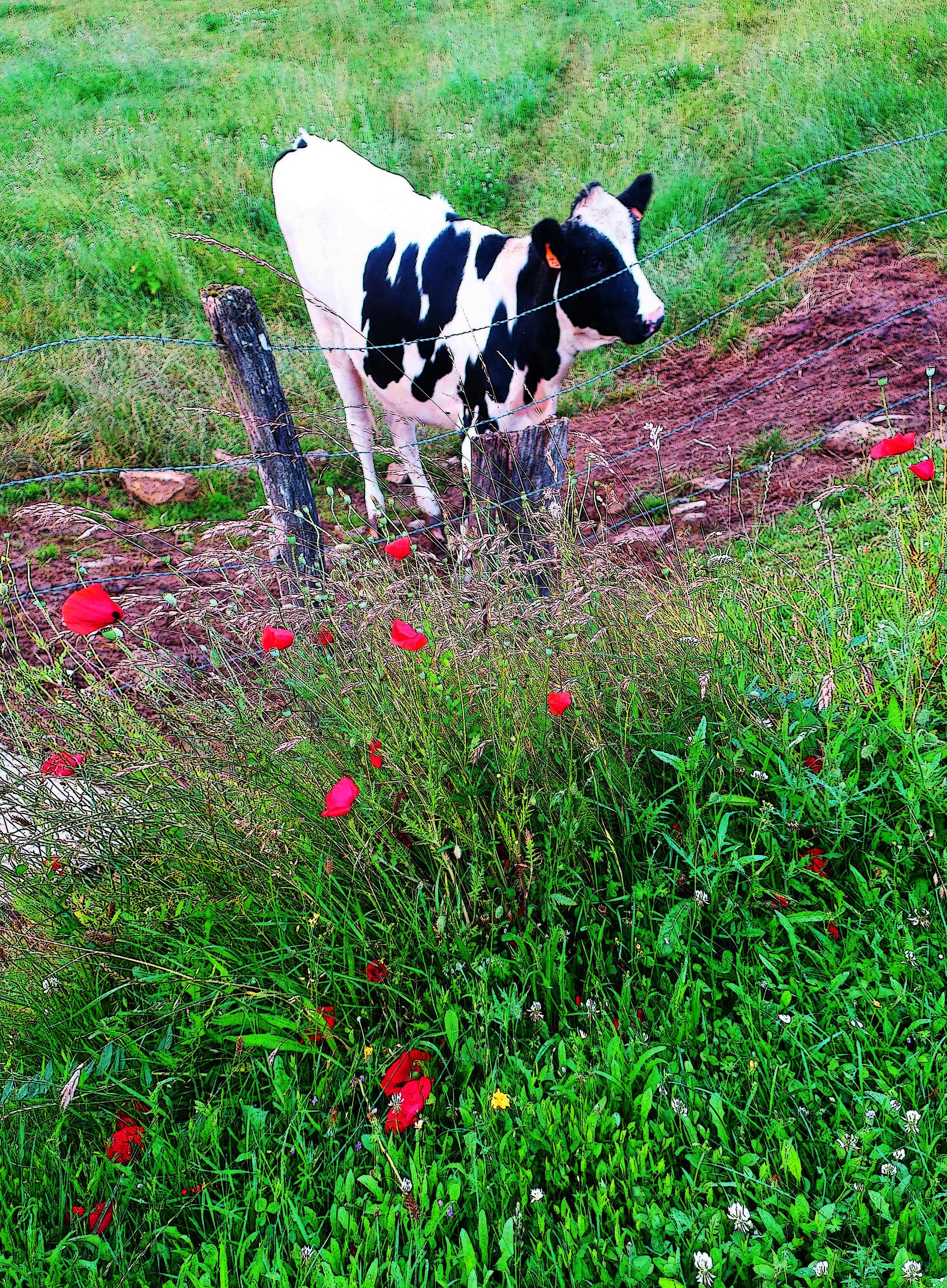Pastoral Watch