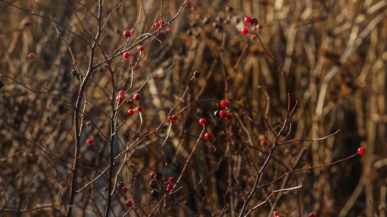 Berry Berry Interesting