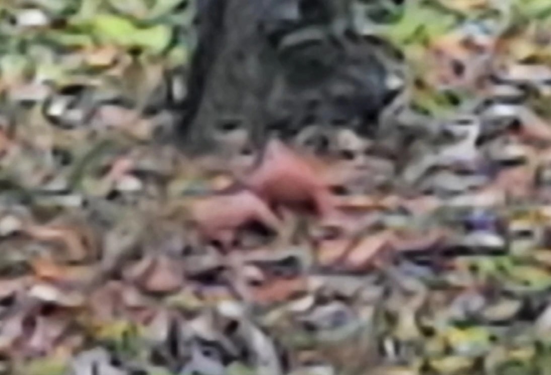 Forest Floor Visitor