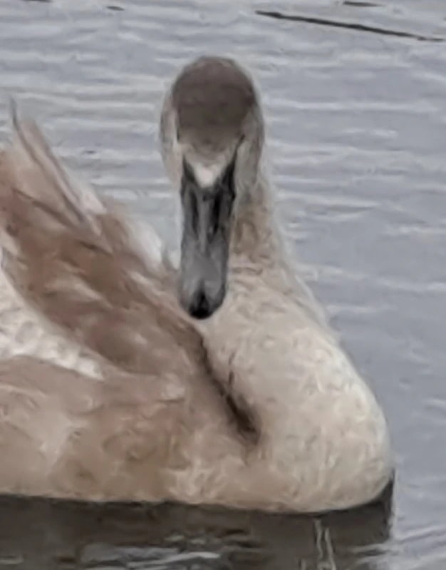 Swan on Water
