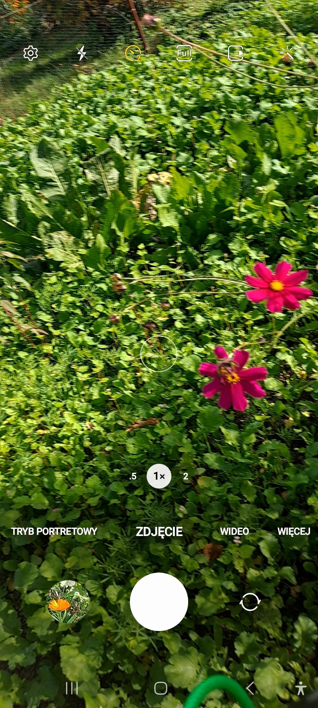 Pink Flowers in Motion