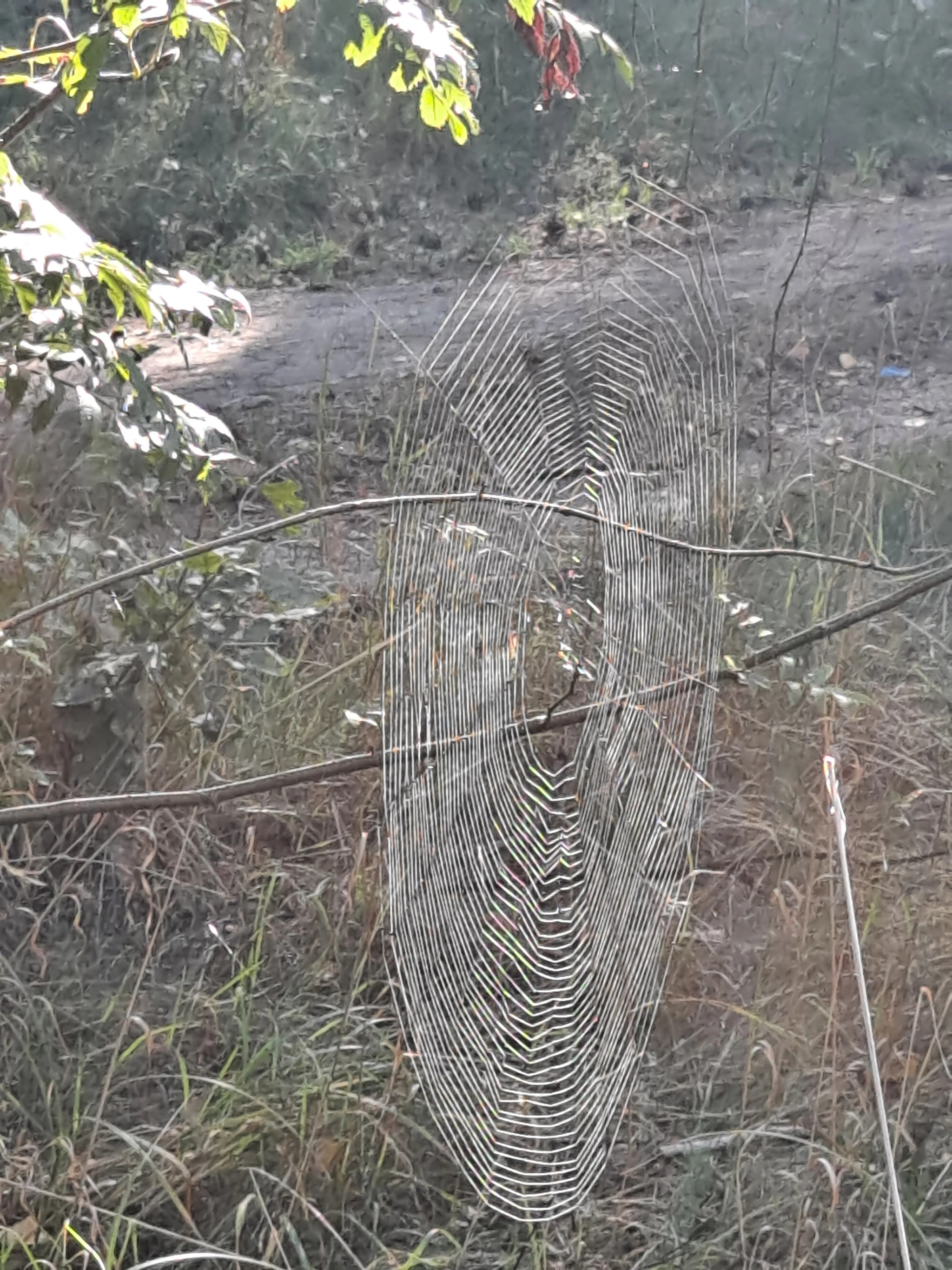 Tapered Woodland Web