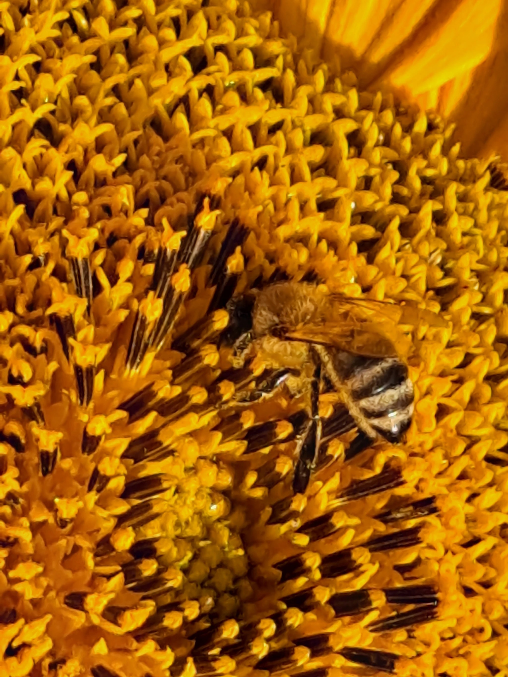 Amber Bee on Golden Petals