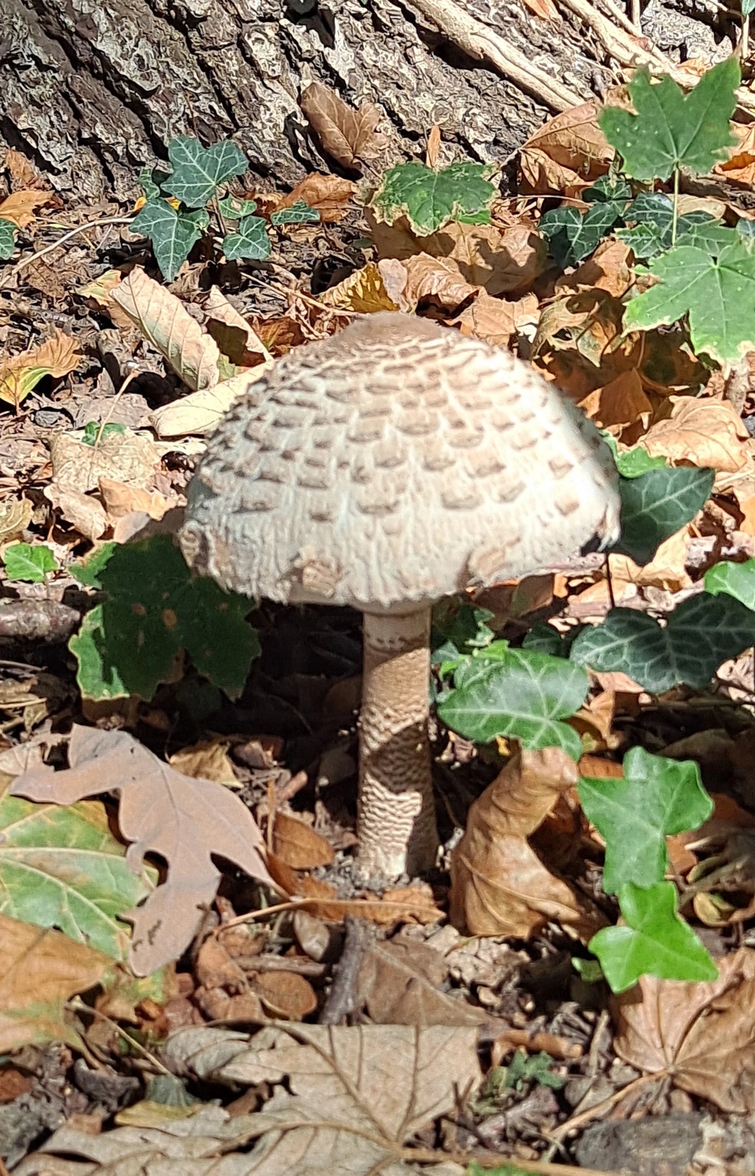 Mushroom Among Fallen Leaves