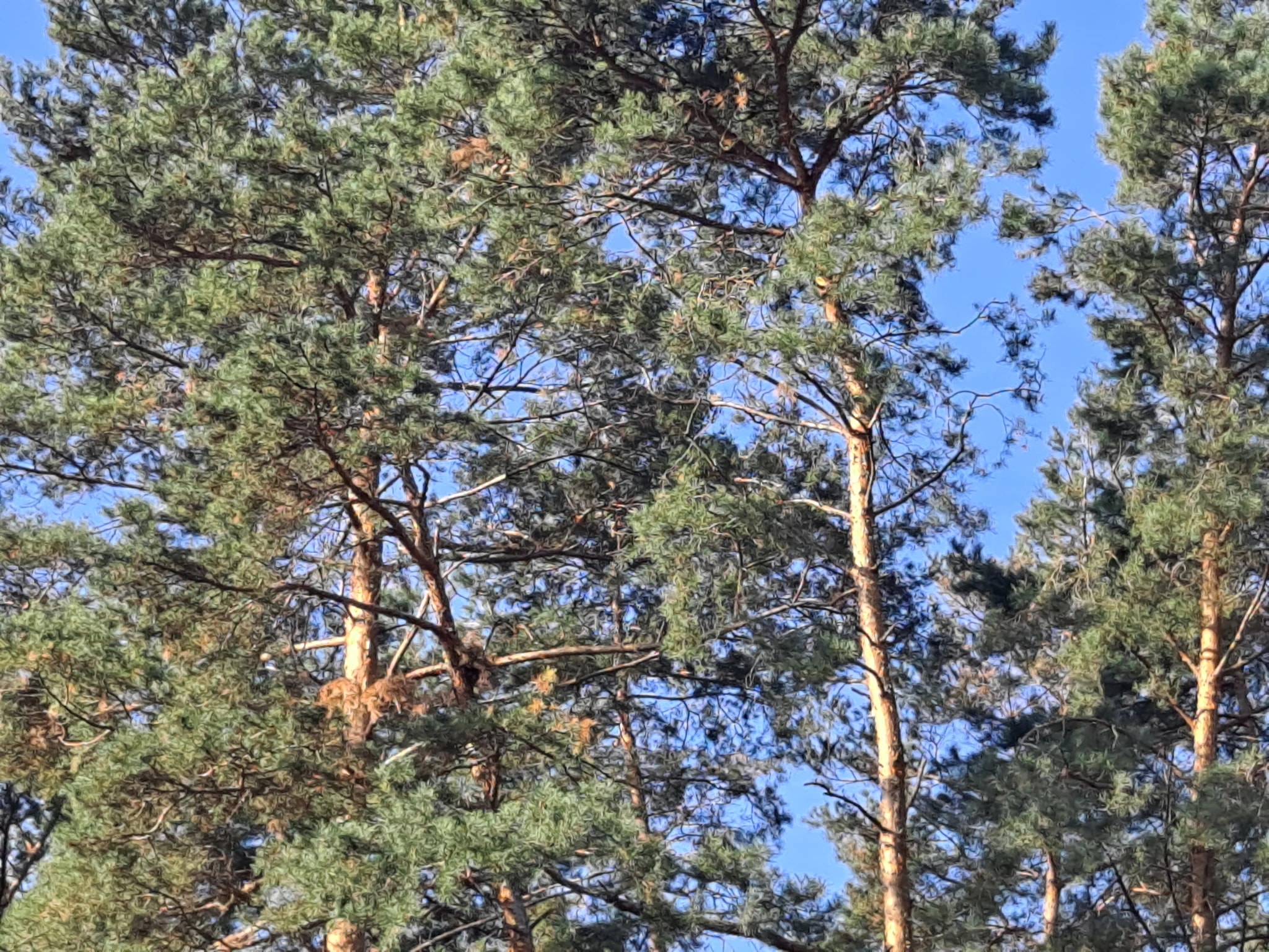 Pines Against Blue Sky