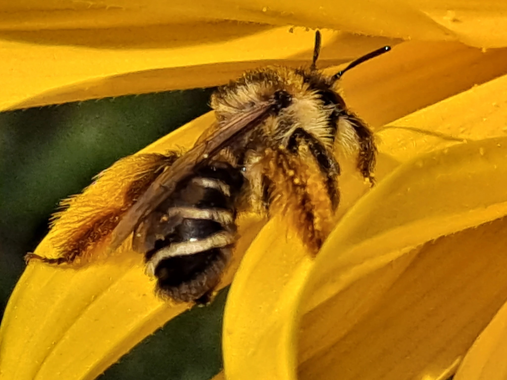 Bee on Sunflower Petals