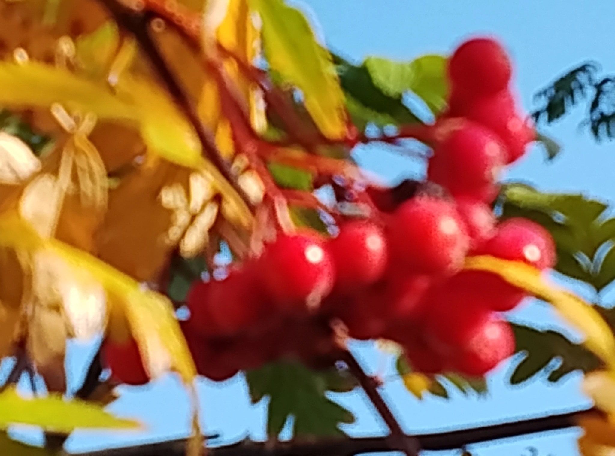 Autumn Berries