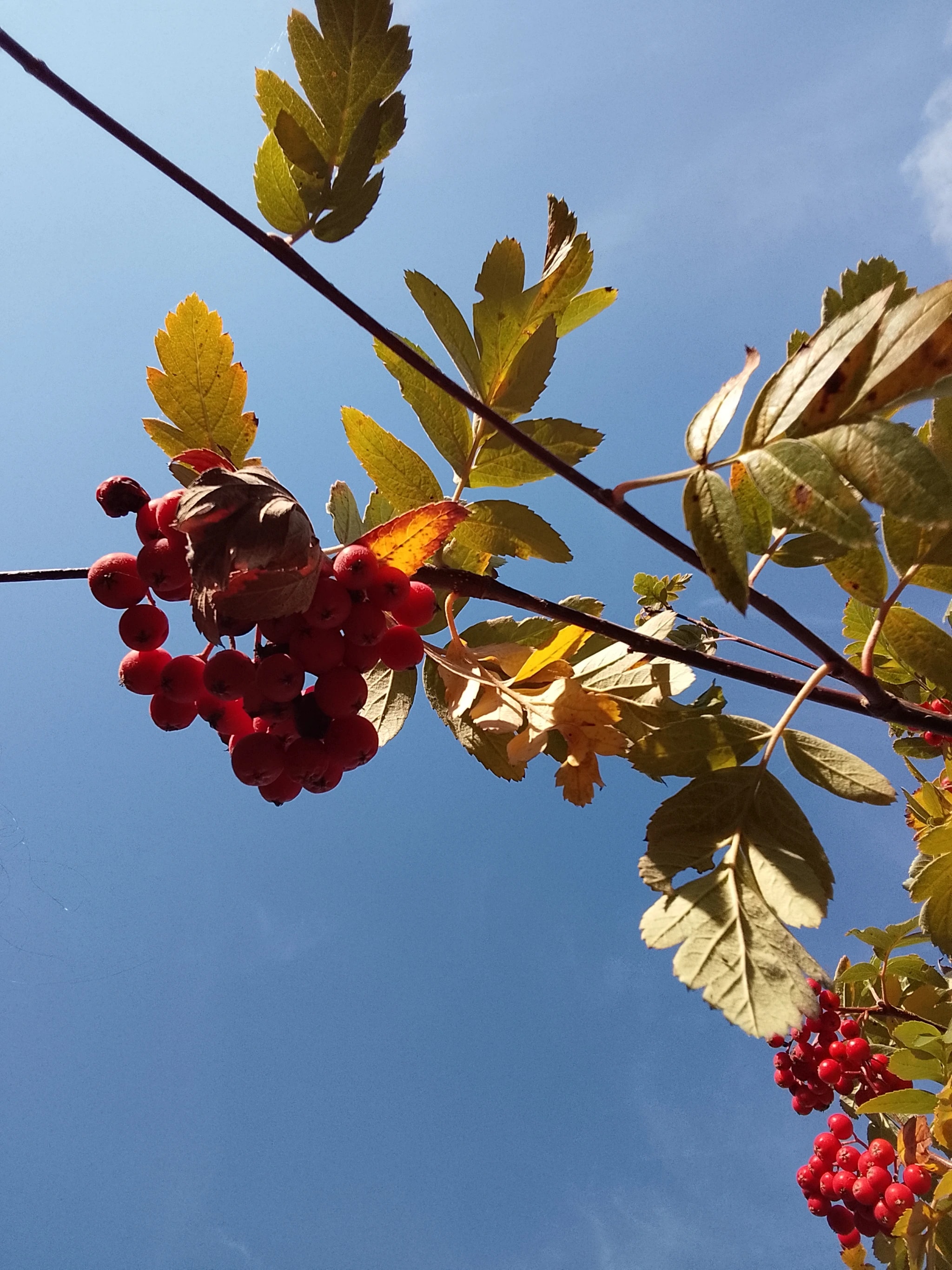 Red Berries, Blue Sky