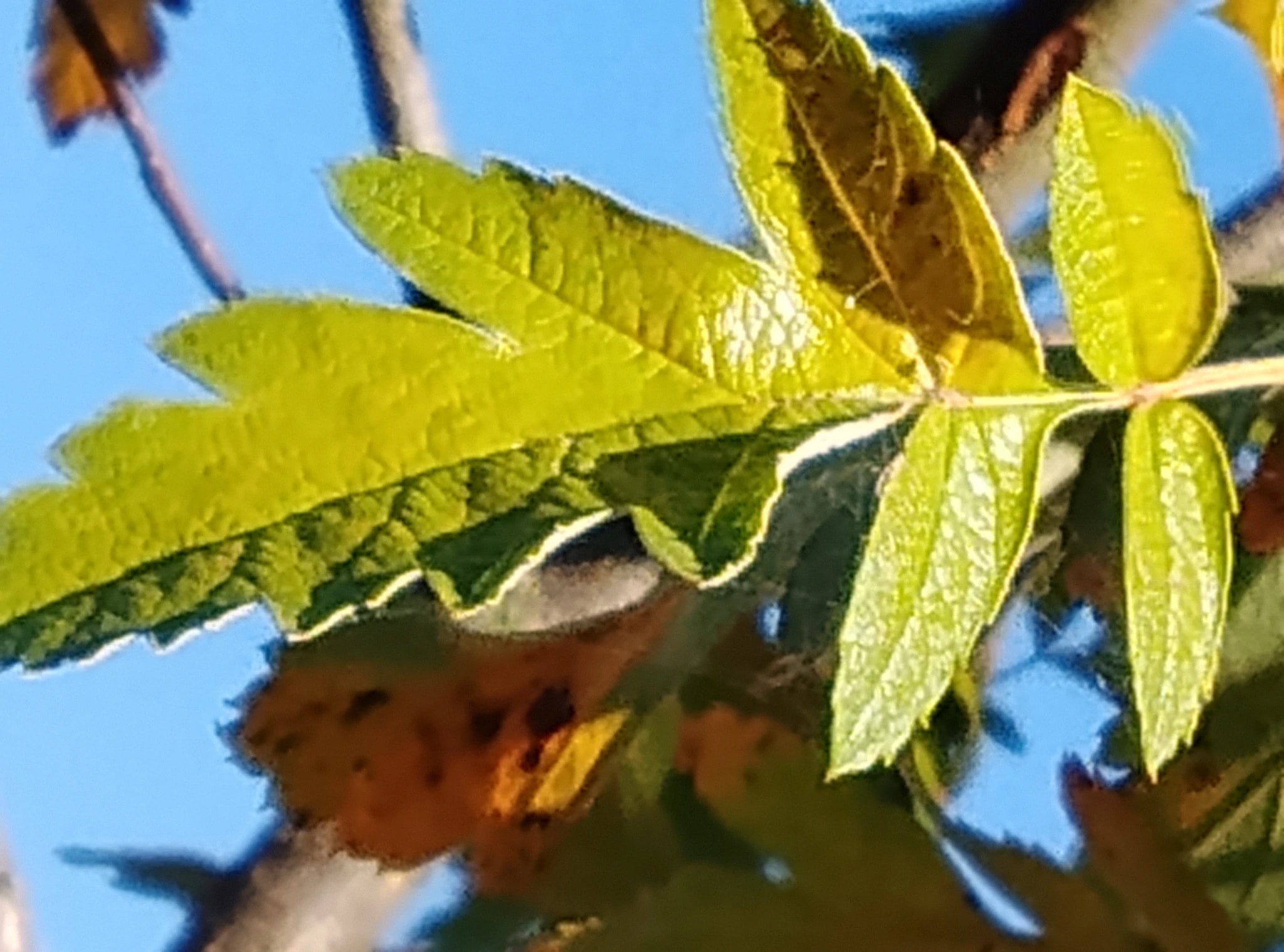 Sunlit Leaves