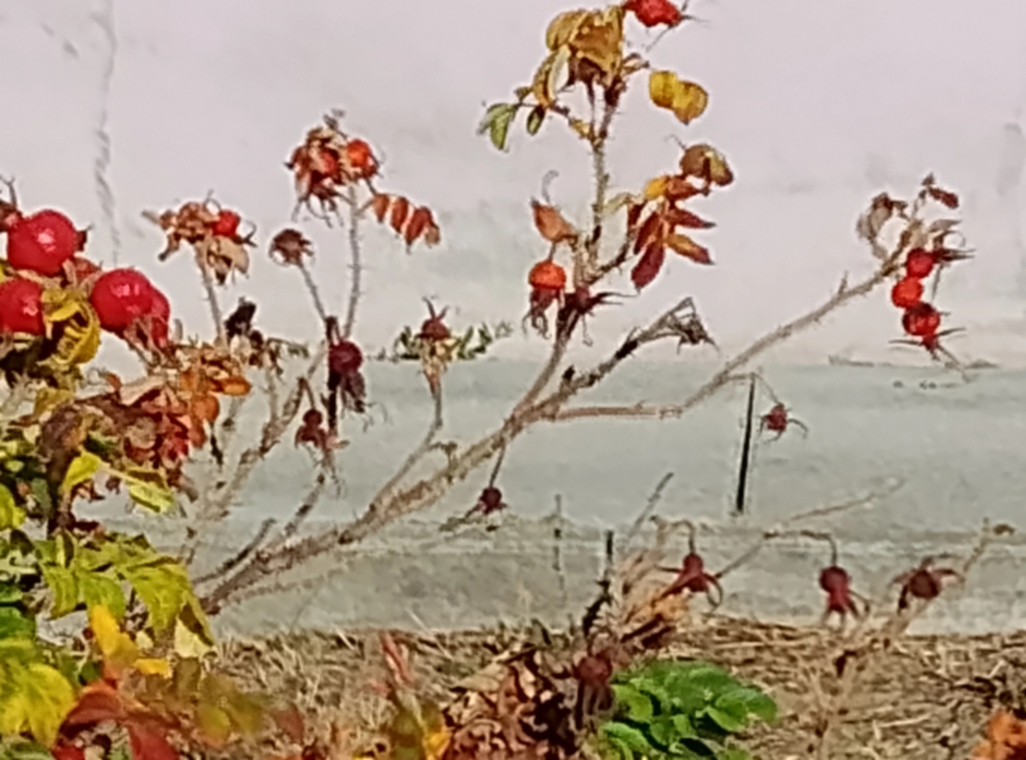 Shoreline Berries