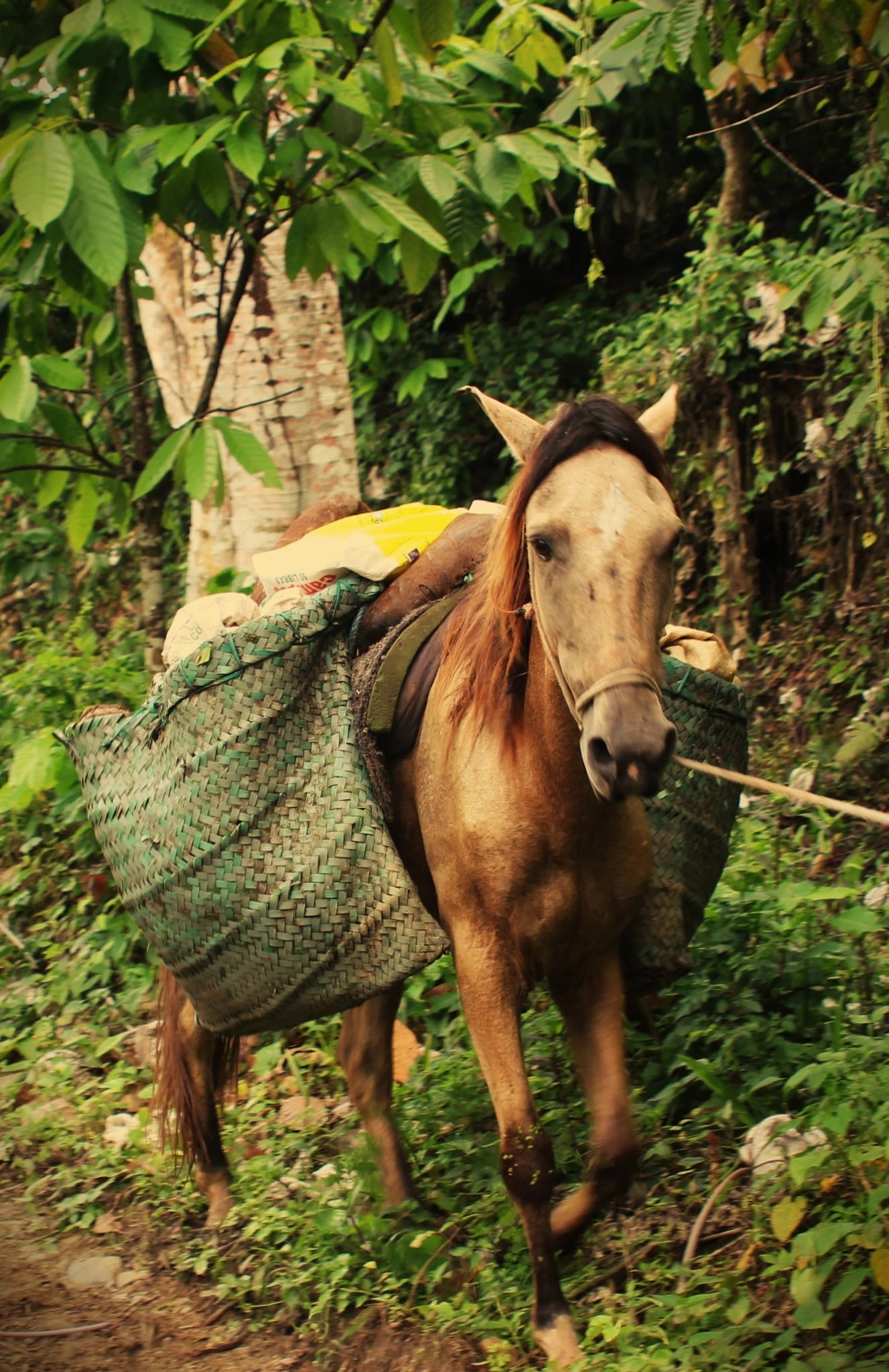 Forest Trail Packhorse