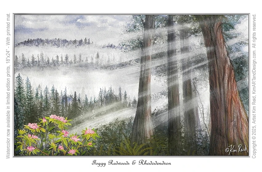 Foggy Redwoods and Rhododendron