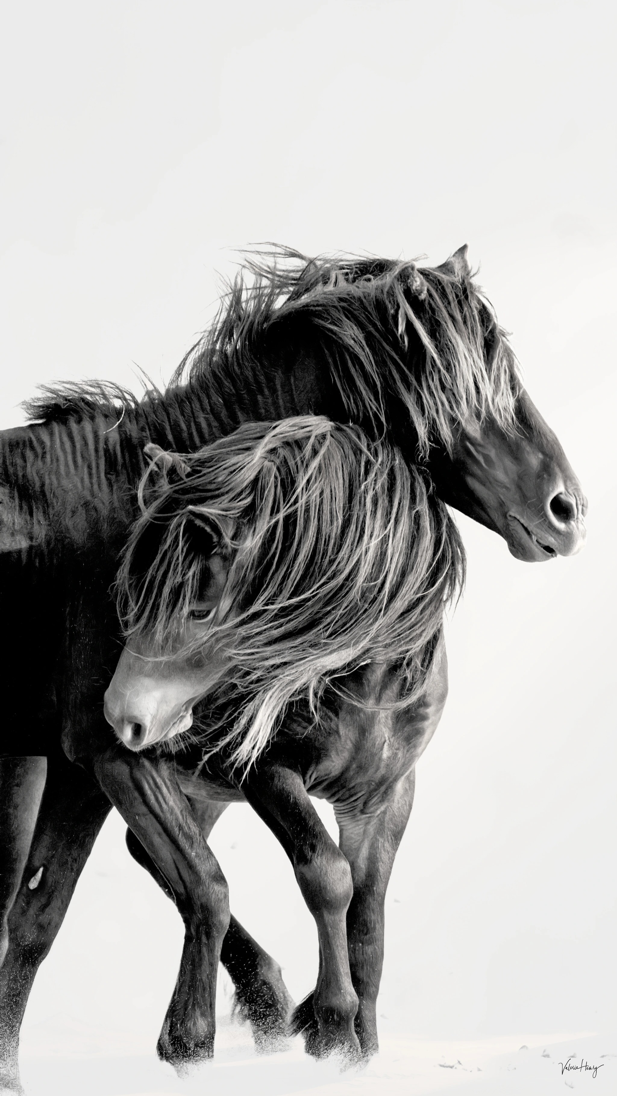 Wind and Freedom