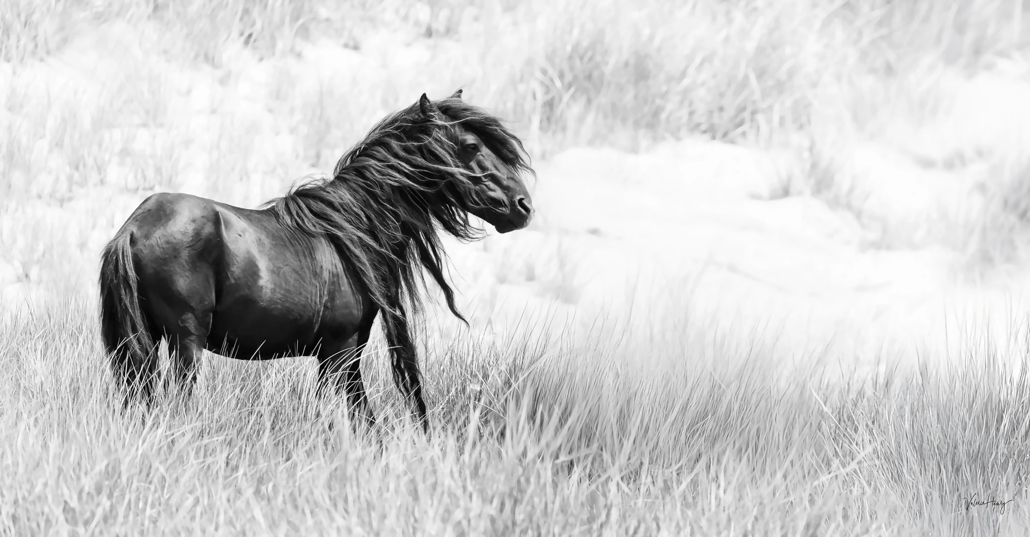 Echo of Wildness