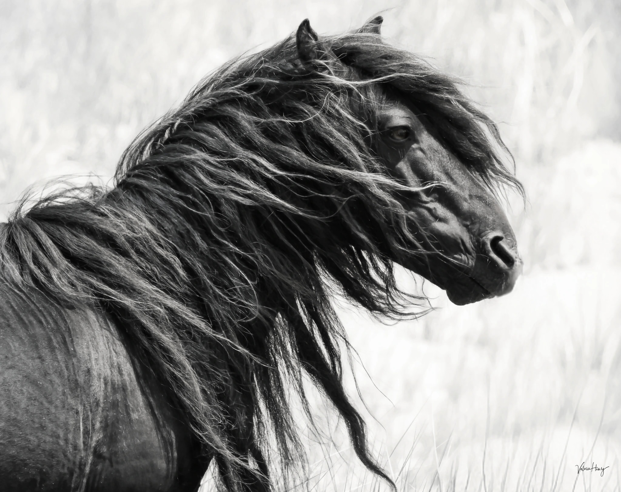 Windblown