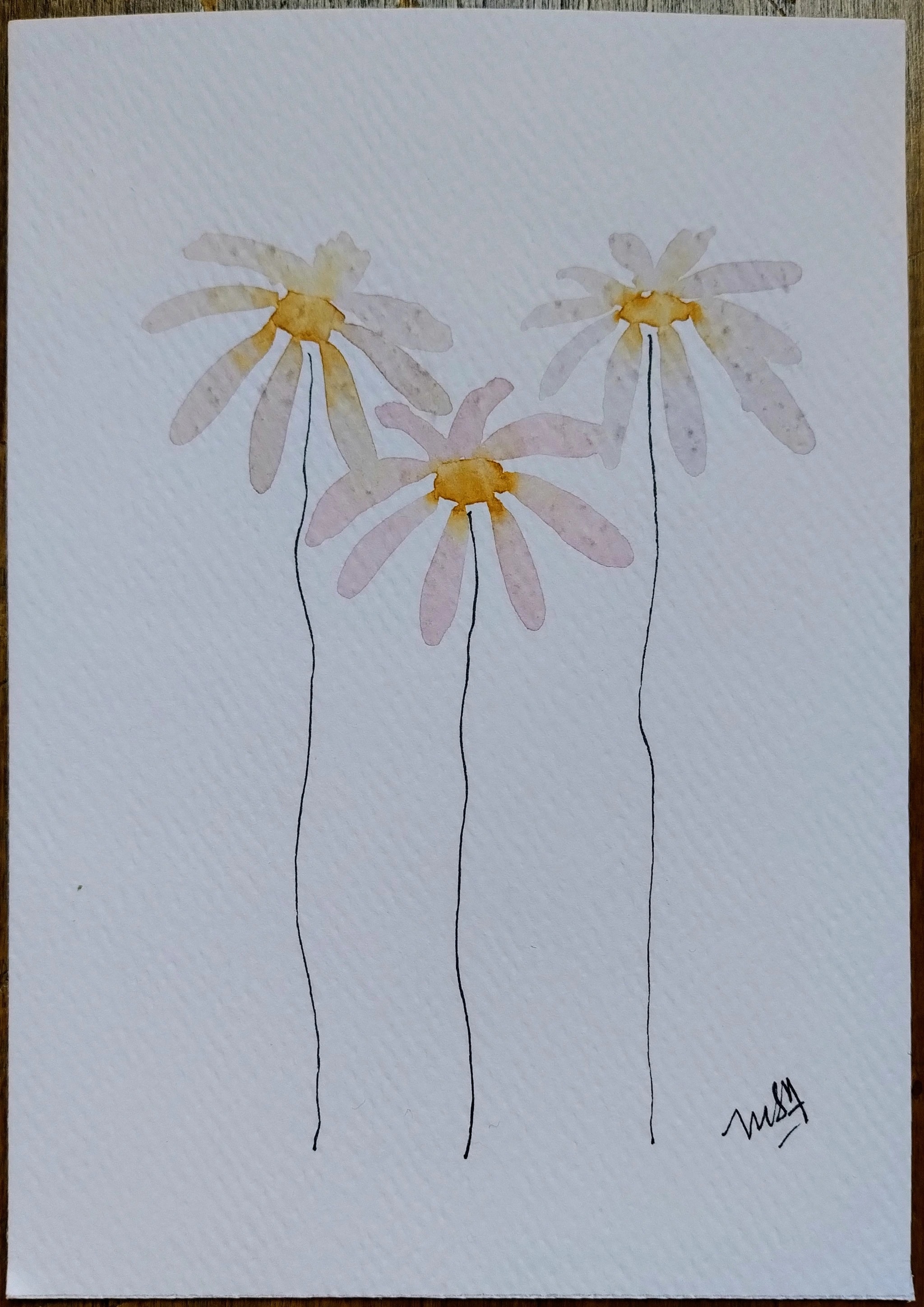 Three Daisy Stems