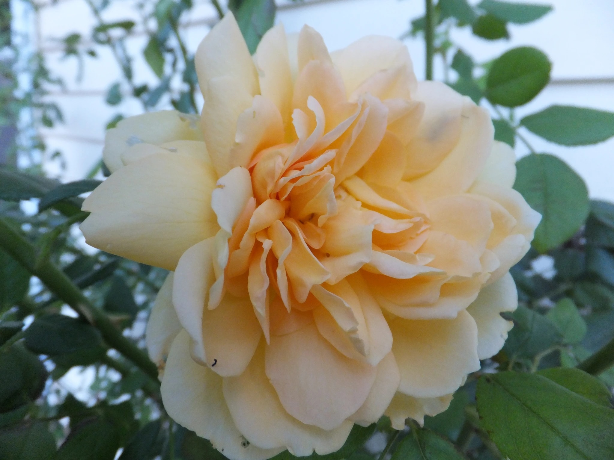 Golden Rose