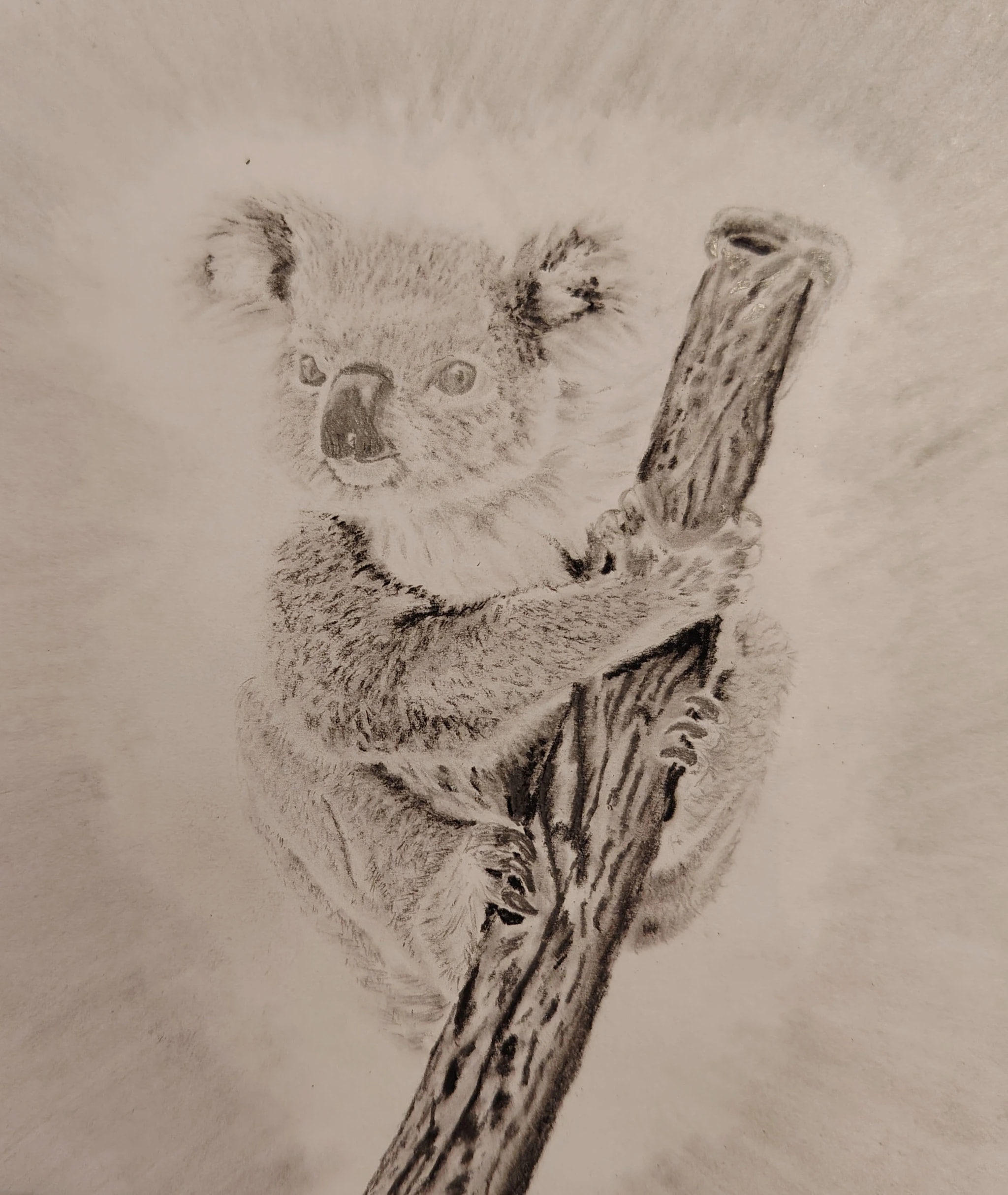  A Koala's Paradise