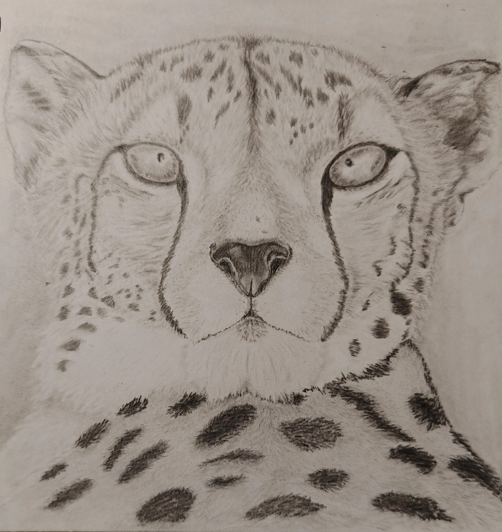 Cheetah Portrait