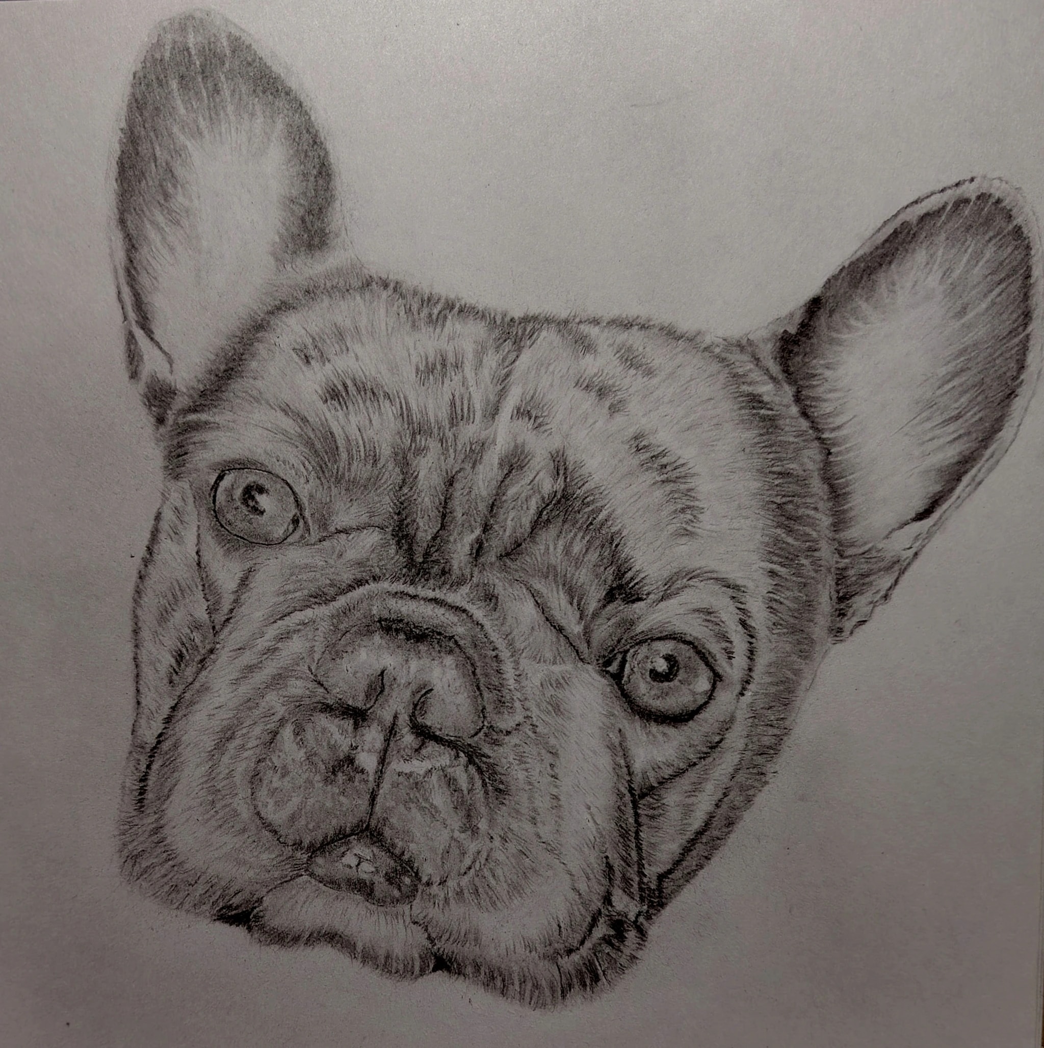 Frenchie 