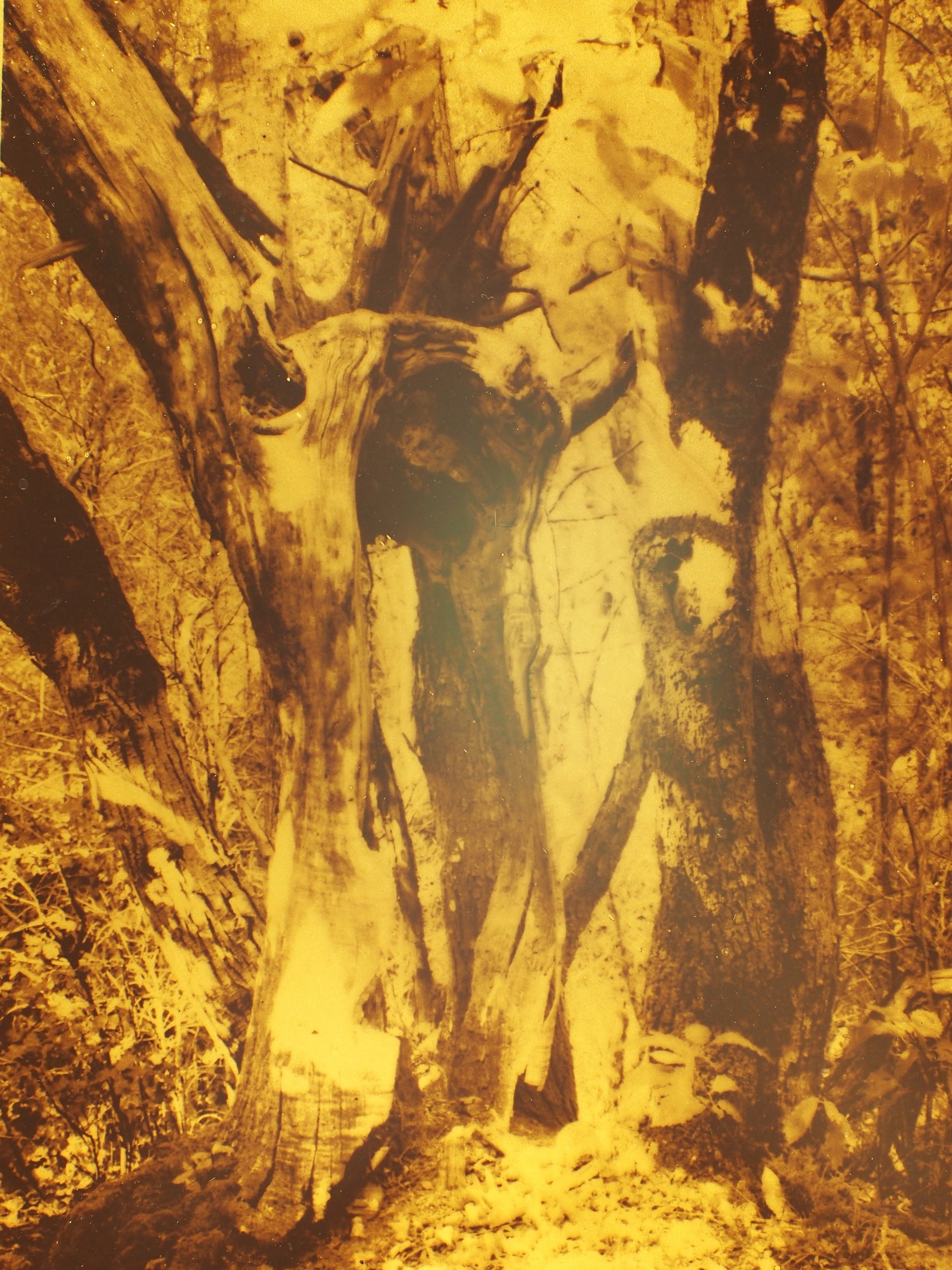 Golden Grove