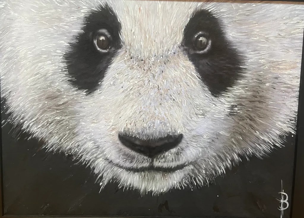 Panda Gaze