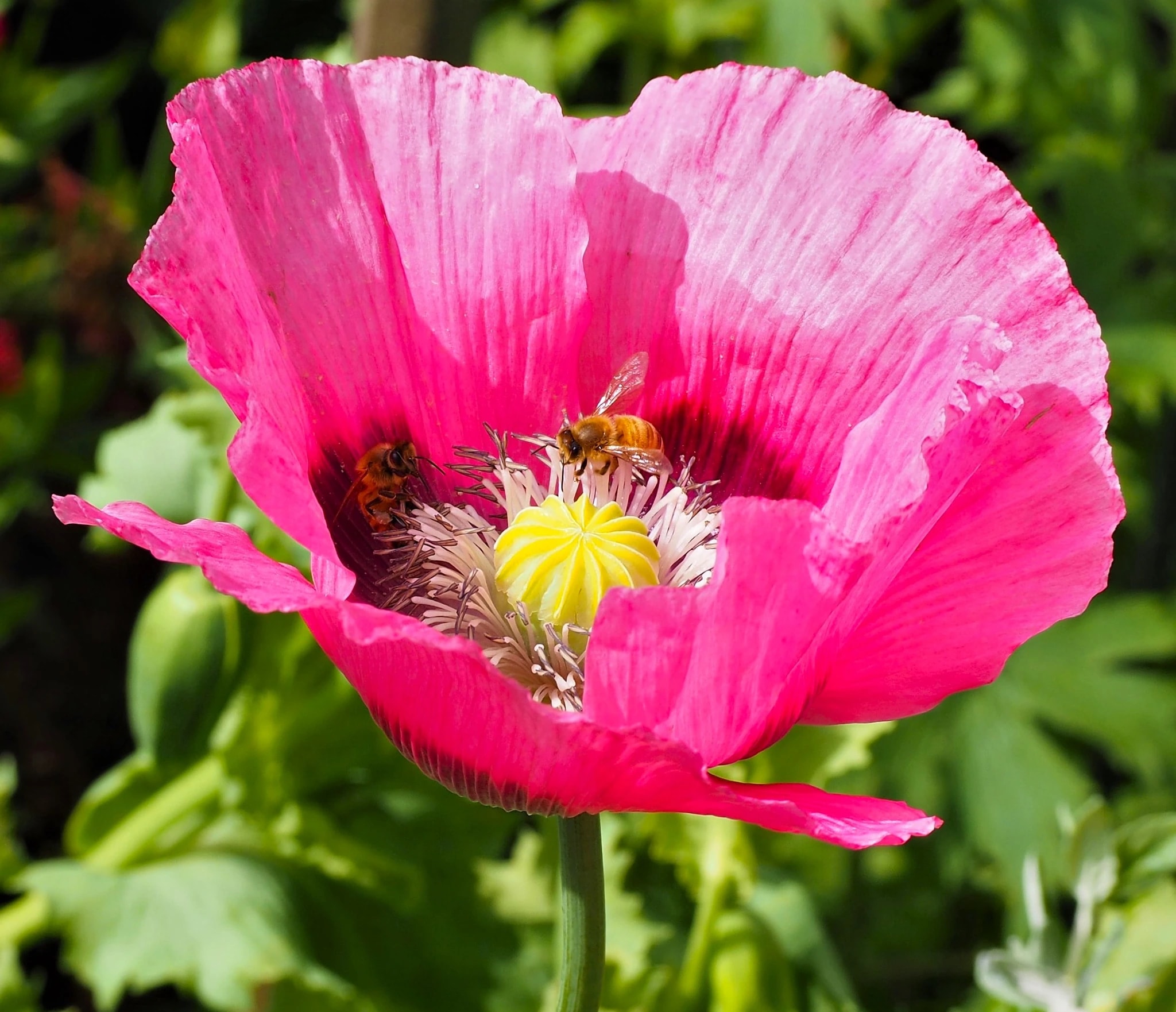 Poppy Harmony