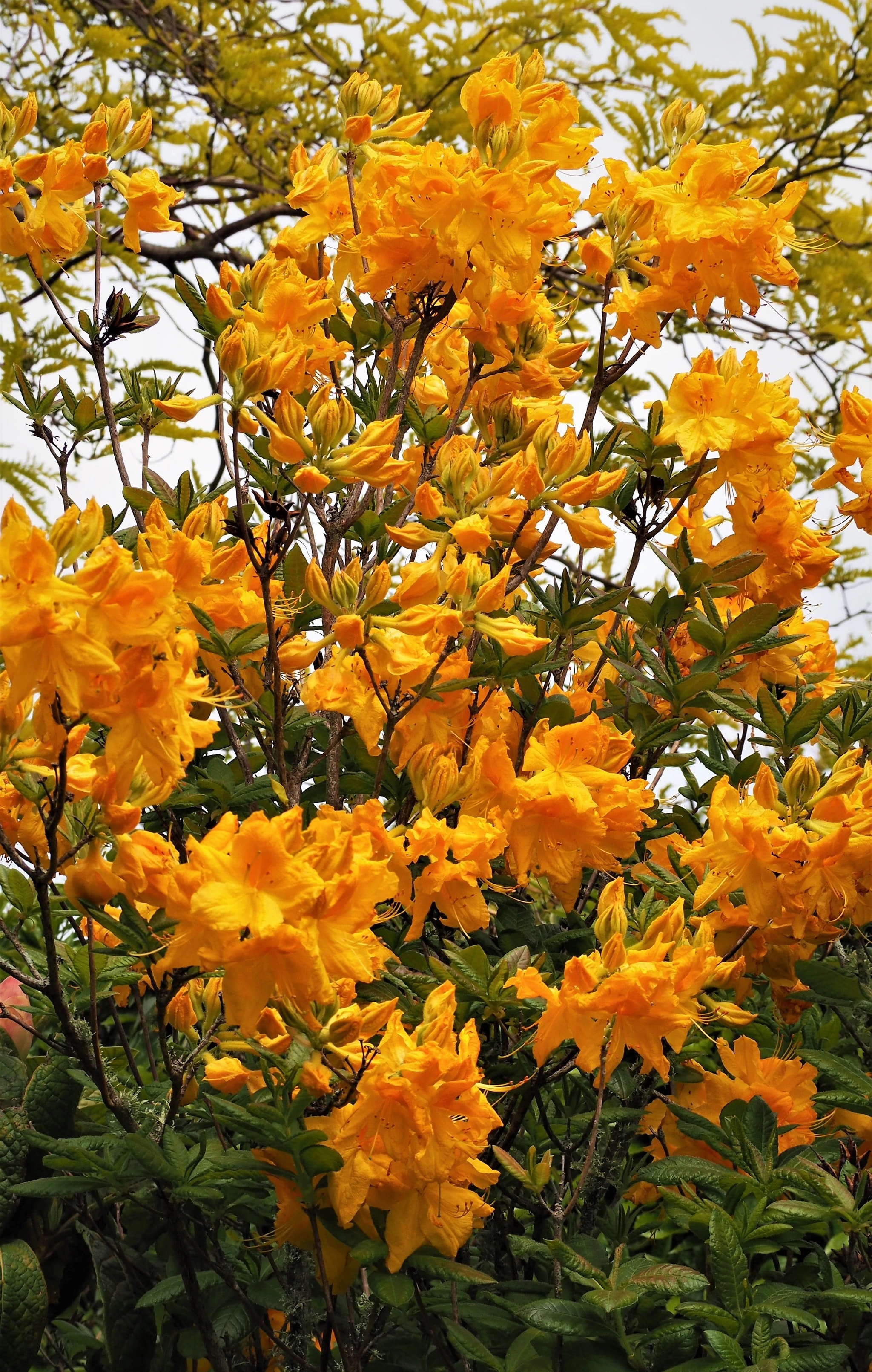 Golden Azaleas