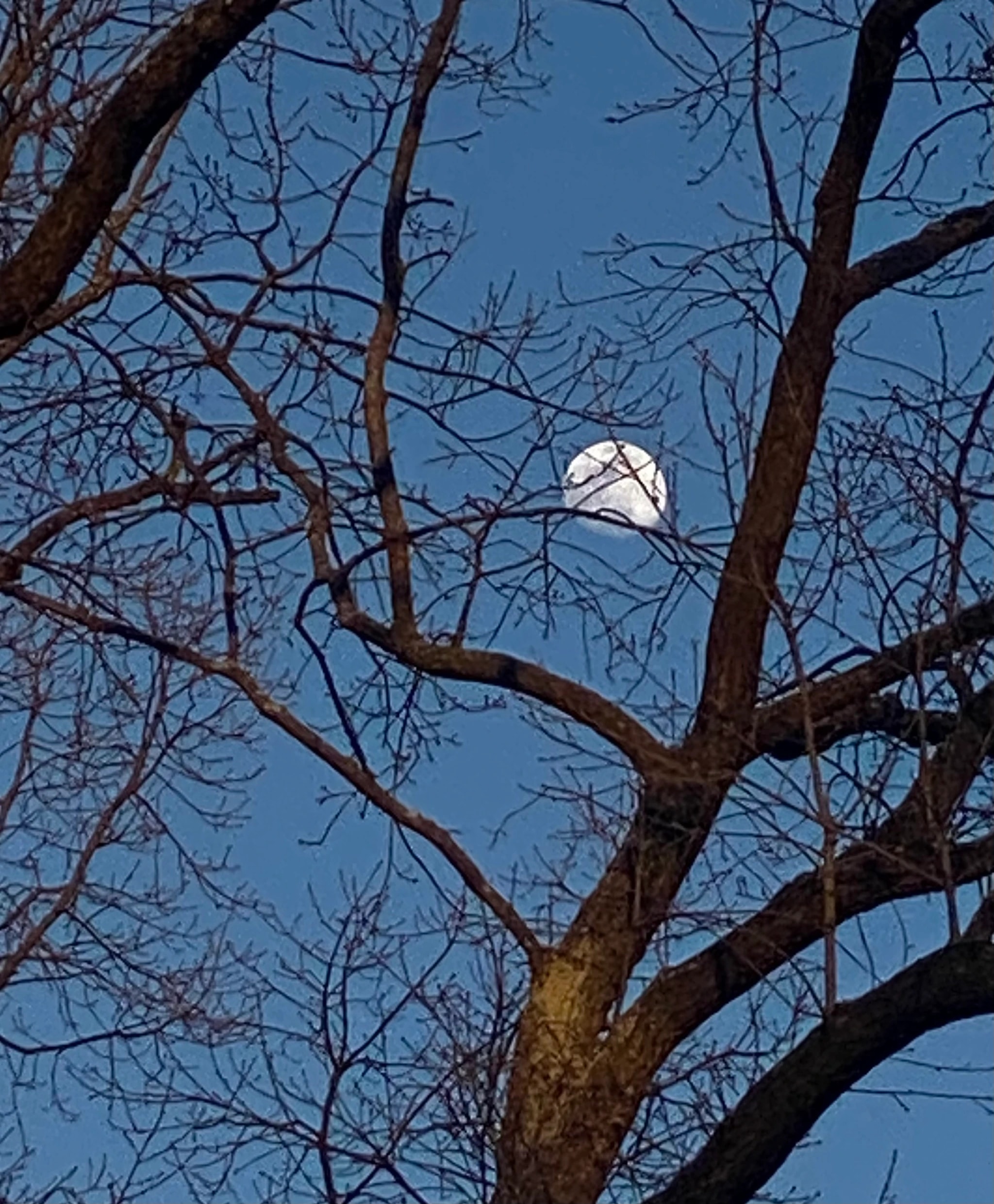 Moon Through Branches