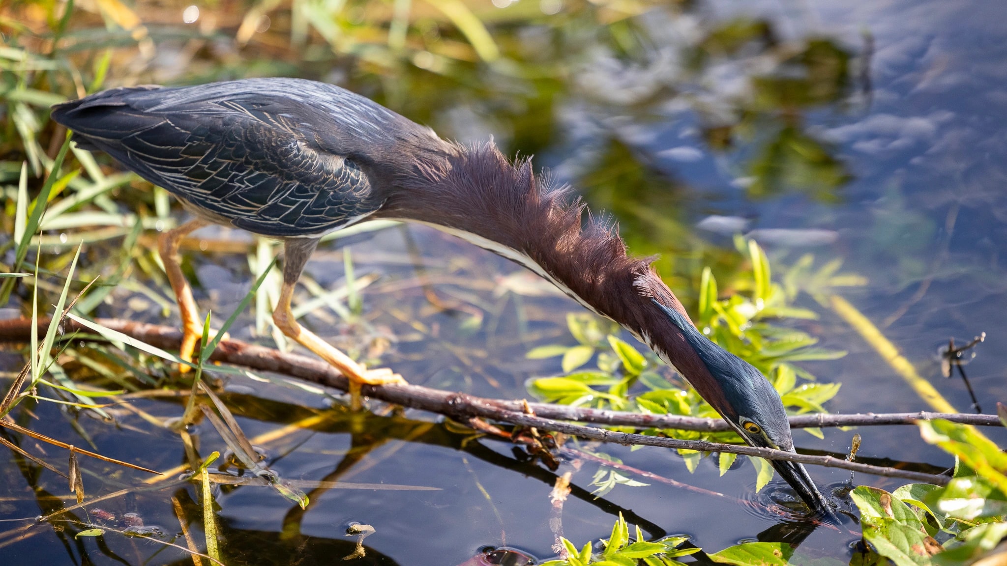 Green Heron Strike
