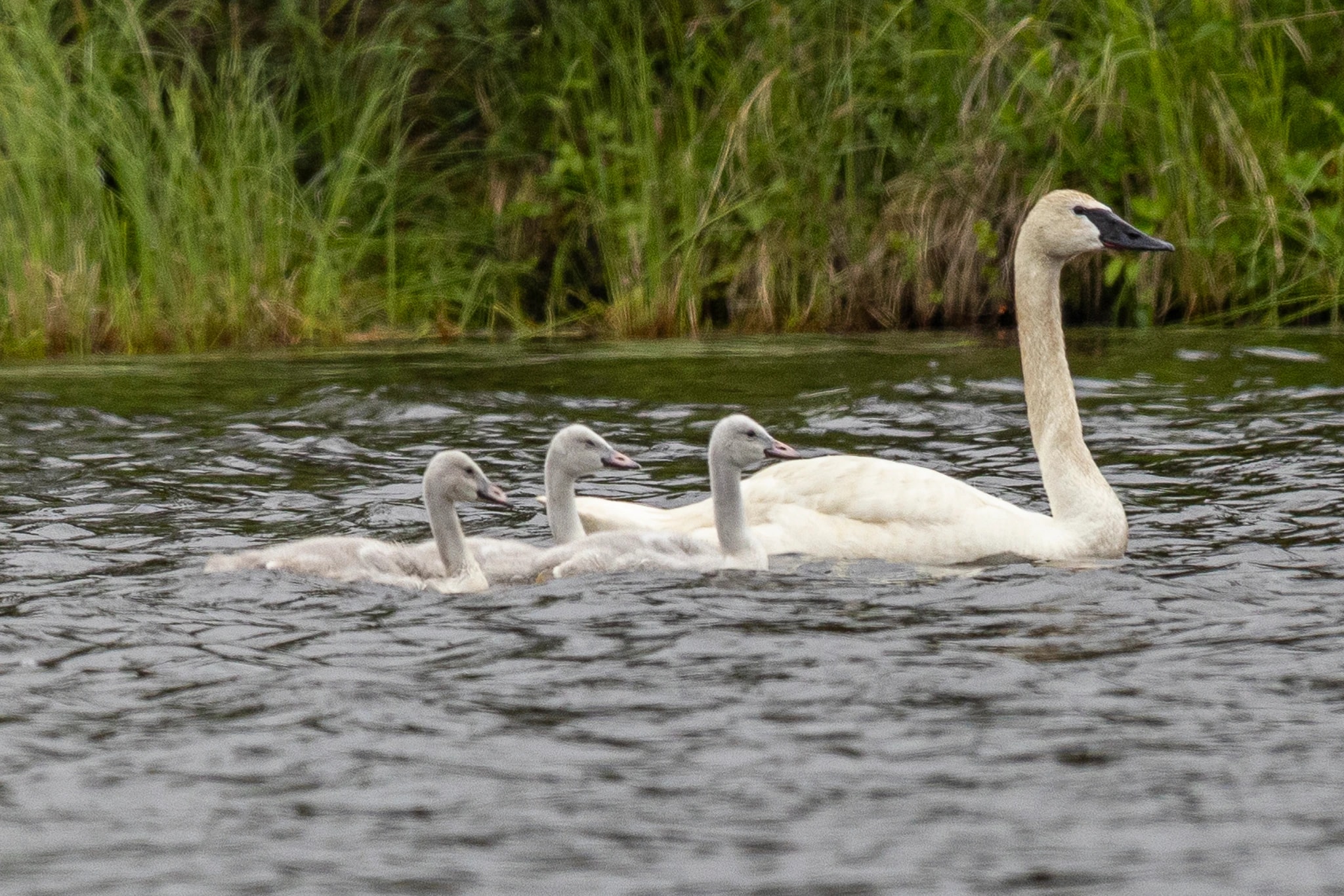 Mamma Swan with Babies