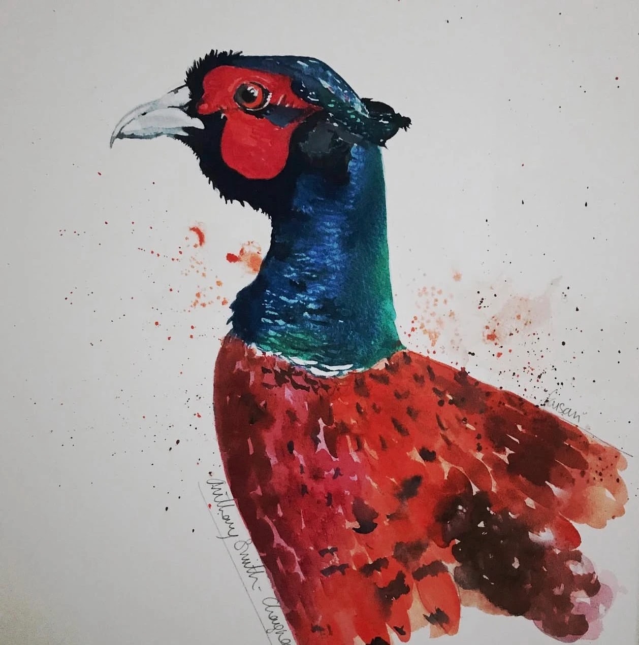 Painted Pheasant