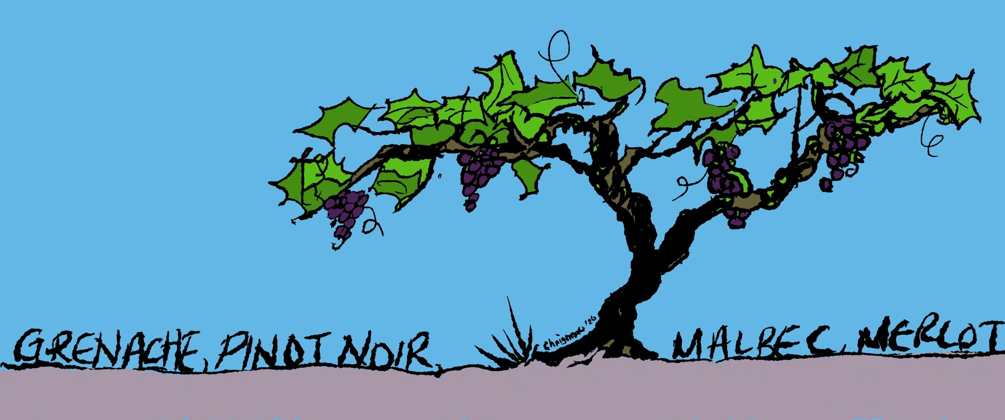 Vineyard Grapevine