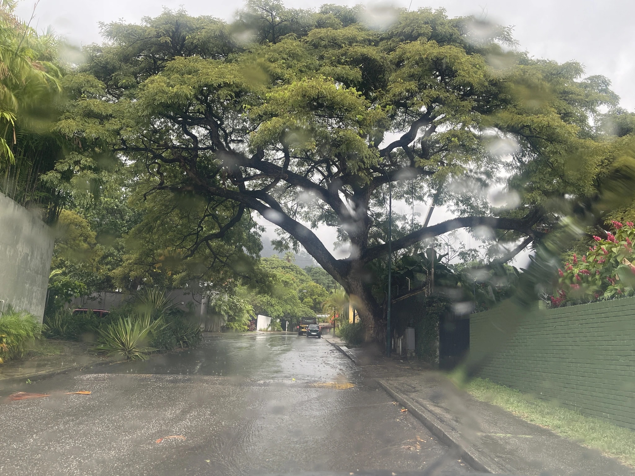 Rainy Tropical Street