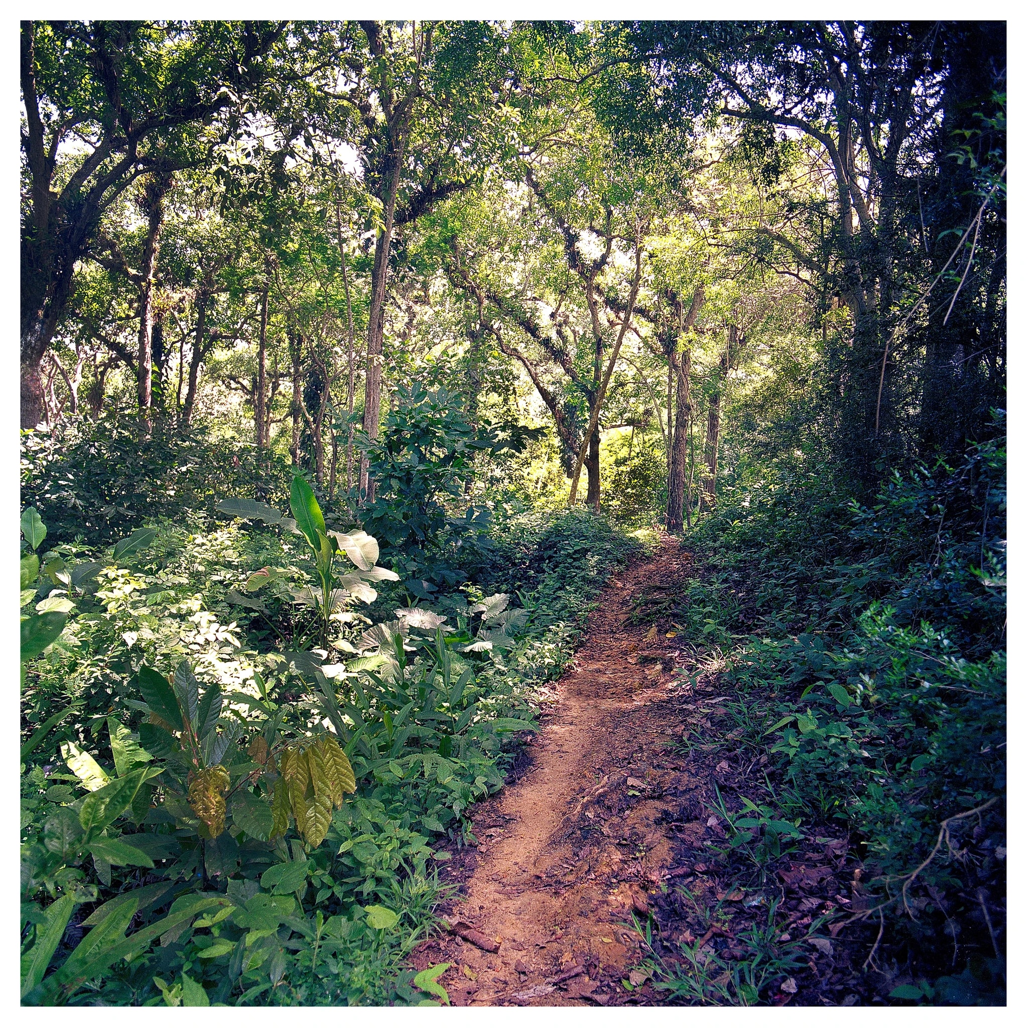 Camino Real Sabaneta