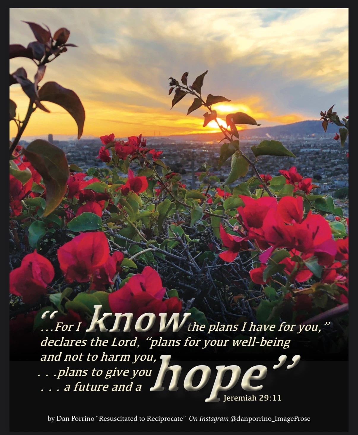 Bougainvillea at Sunset