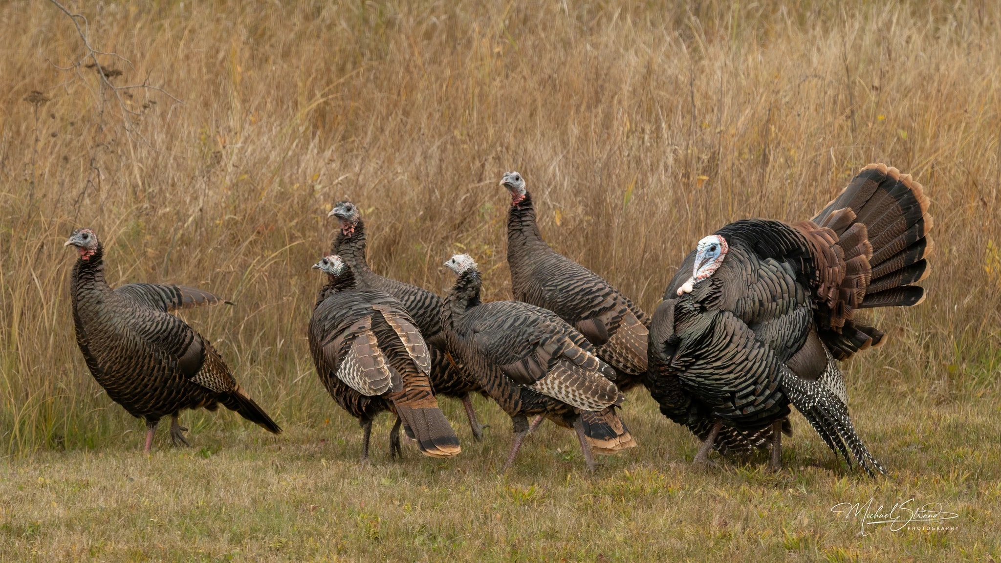 Big Tom and His Posse