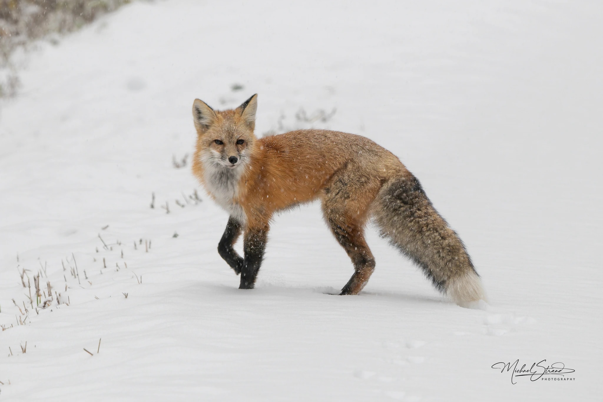 Red Fox Curiosity