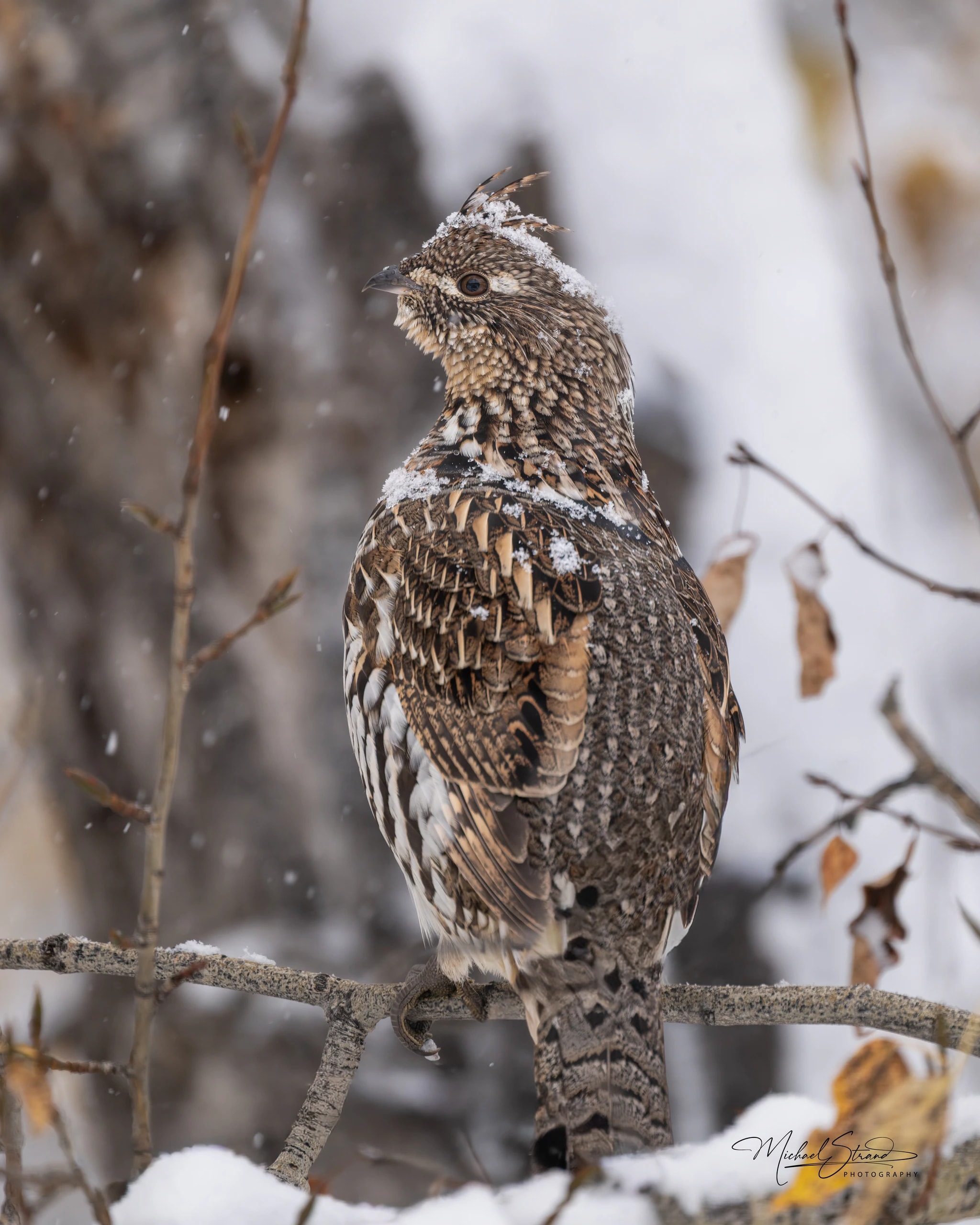 Snow-Blanketed Ruffed Grouse